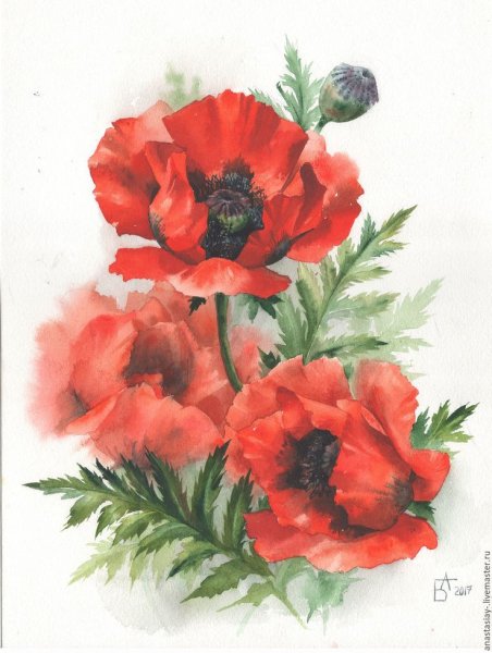 Анастасия Беседина художник акварель маки