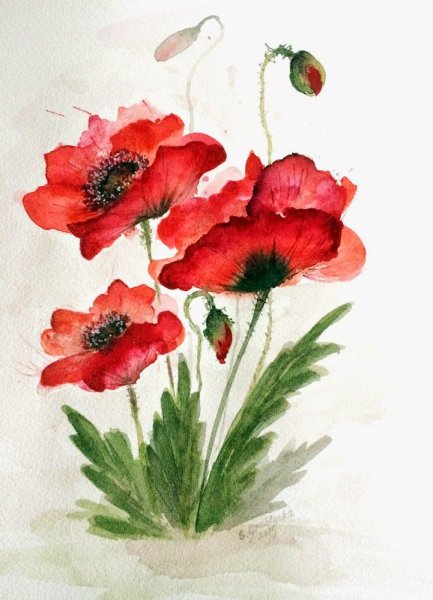 Цветы акварелью для срисовки