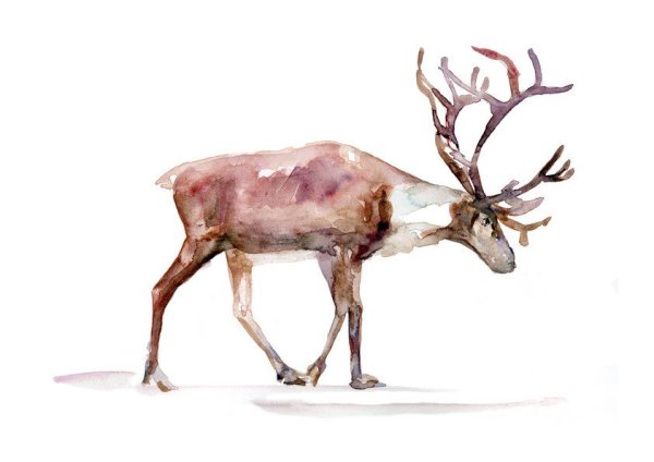 Северный олень акварель