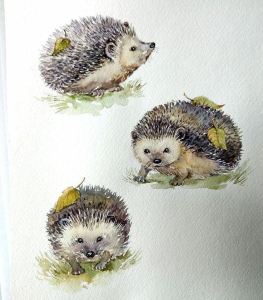 Еж акварелью