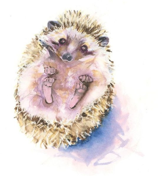 Еж акварелью