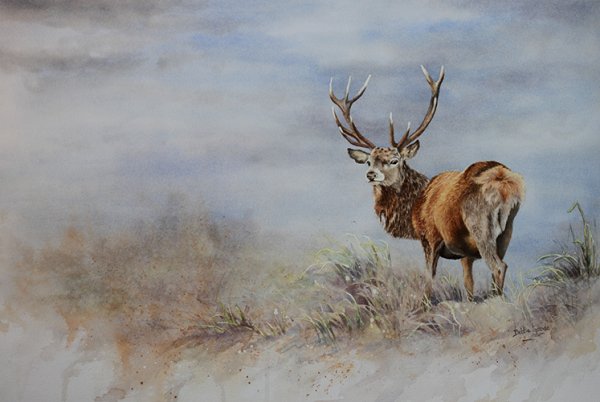 Северный олень акварель