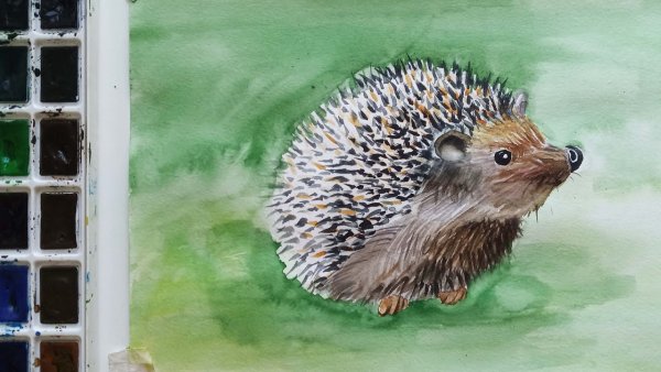 Еж акварелью