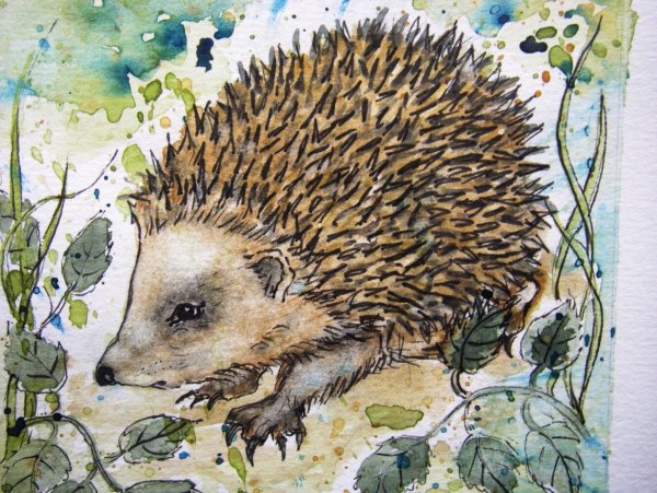 Ежи акварели