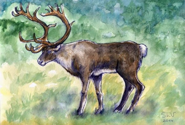 Олень красками