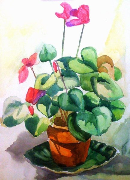 Этюд комнатного растения