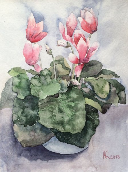 Цикламен Машков