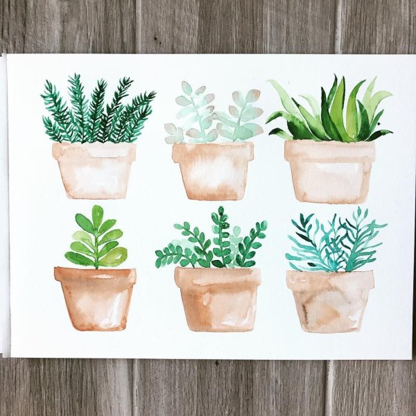 Скетчинг цветы в горшках