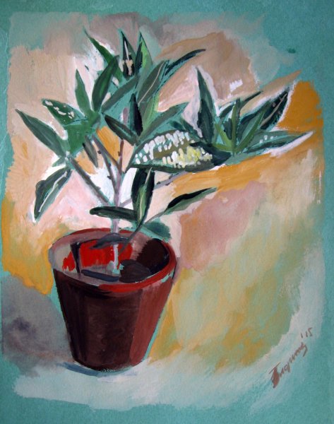 Комнатные растения акварелью