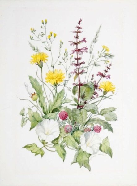 Полевые цветы в акварели Уэнди Тейт