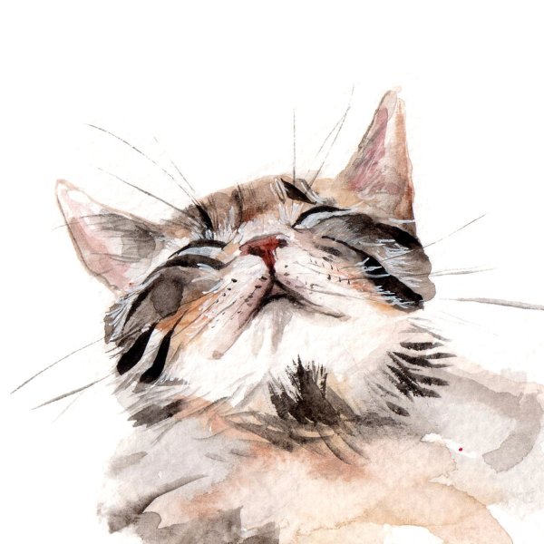 Кошечка акварель