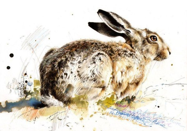 Акварельный заяц