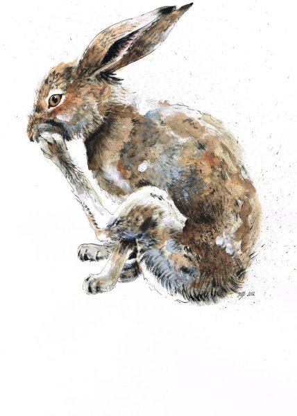 Акварельные иллюстрации животных