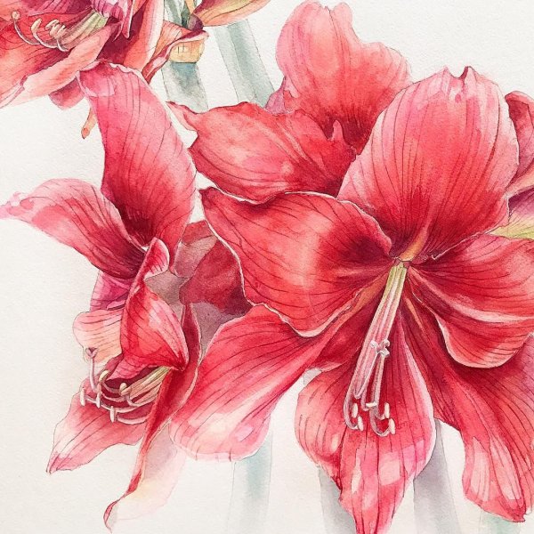 Цветы скетч