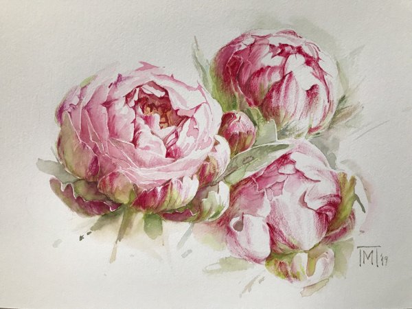 Карен Клюглейн пион акварель