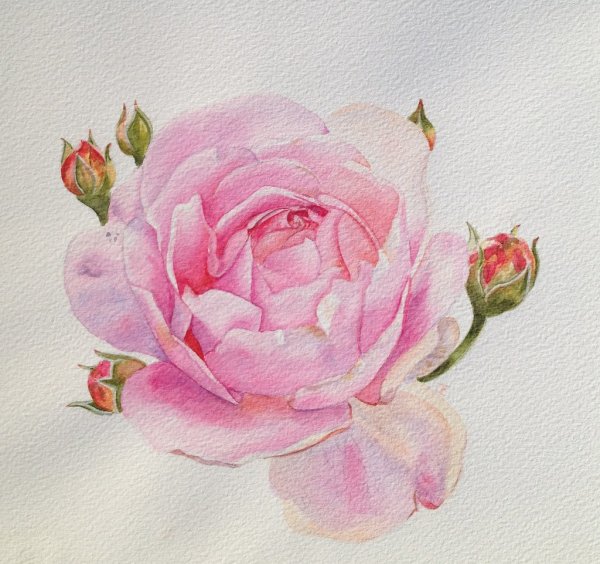 Нежные розы акварель