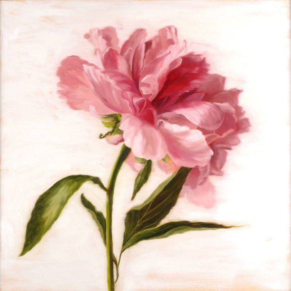 Андрияки пионы акварель