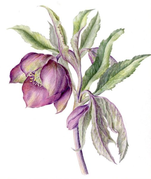 Морозник (Helleborus) Ботаническая иллюстрация