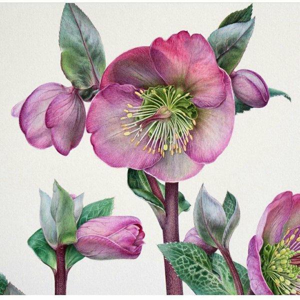 Морозник Ботаническая иллюстрация морозник