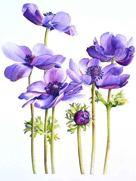 Анмон Ботаническая иллюстрация