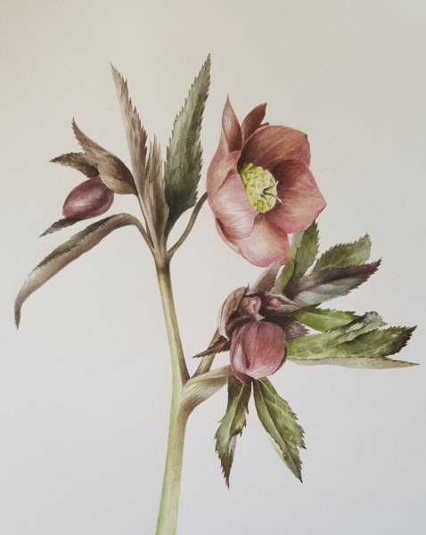 Морозник Ботаническая иллюстрация морозник