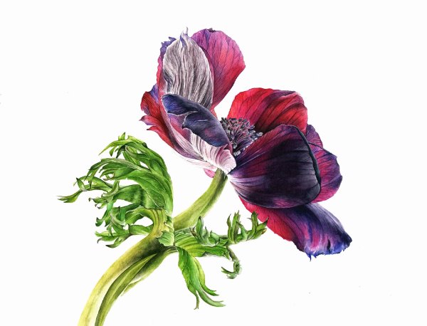 Ботаническая акварель цветы