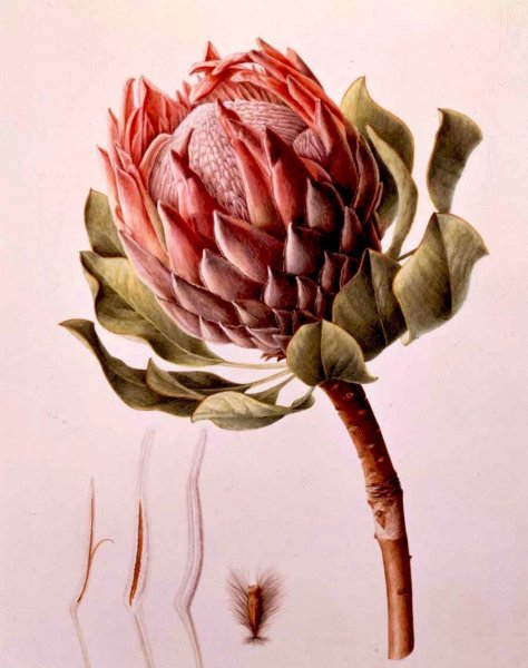 Ботаническая акварель артишок