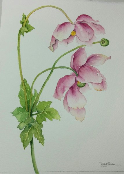 Ботаническое рисование акварелью