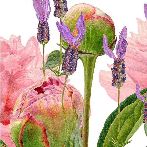 Carolyn Jenkins - Ботаническая живопись