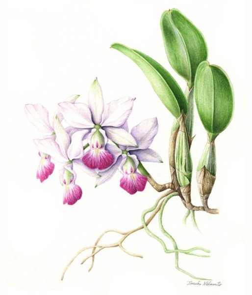 Ботанические иллюстрации растений акварель