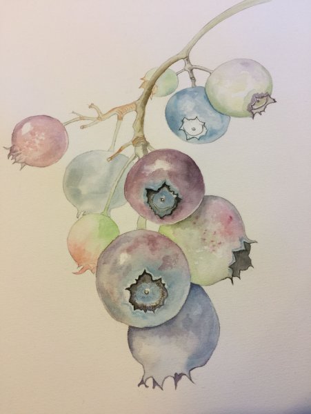 Марина правник акварель шиповник