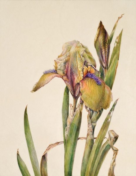 Ботанические иллюстрации Elaine Searle