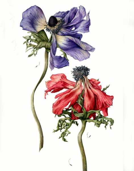 Julia Trickey Botanical