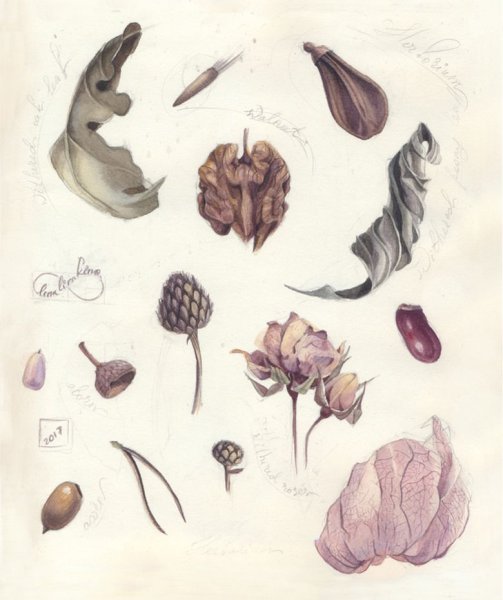 Живопись Ботаническая гербарий