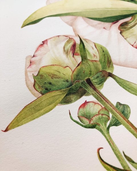 Пион Ботанический атлас