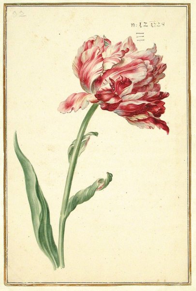 Альбрехт Дюрер цветы