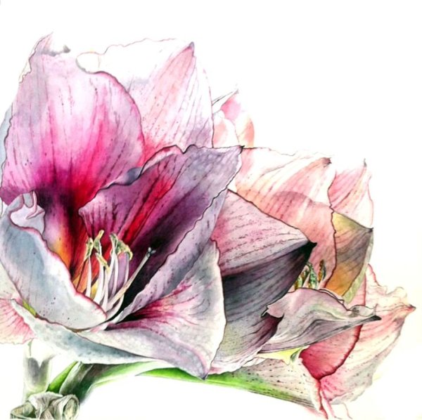 Кэролайн Дженкинс Ботаническая живопись