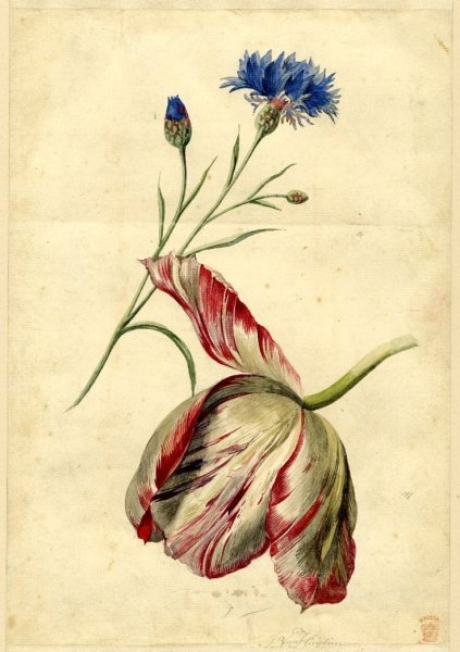 Дюрер Ботанические акварели