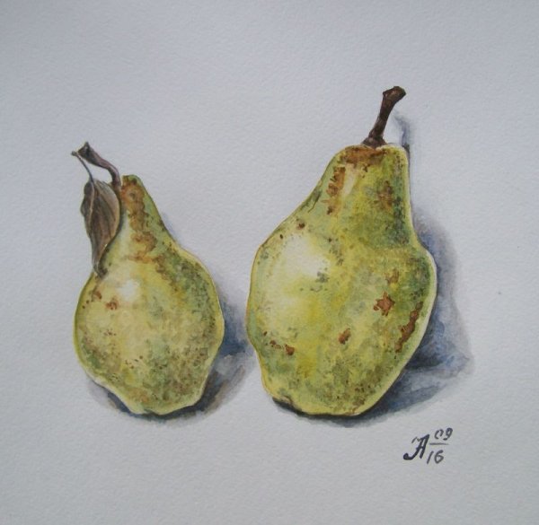 Этюд груши акварелью