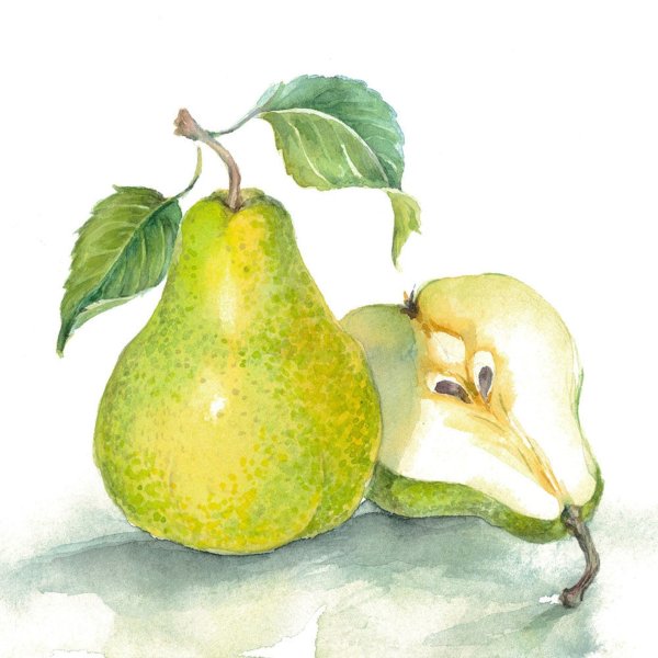 Груша акварелью