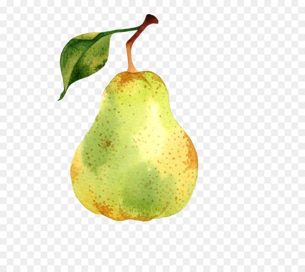 Груша для рисования на ветке