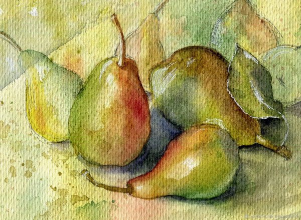 Груша акварелью Андрияка