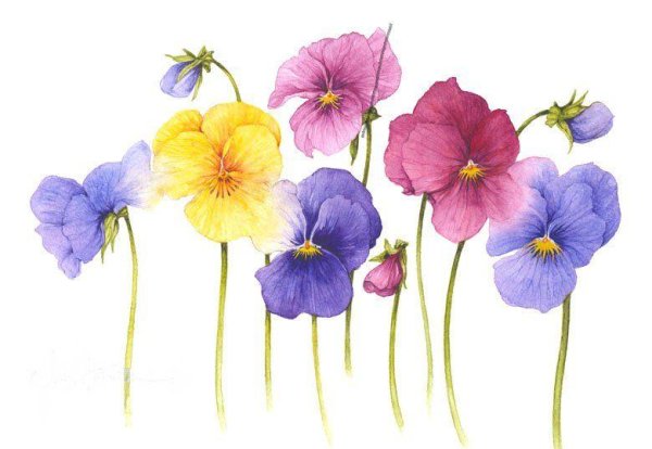 Jan Harbon картины