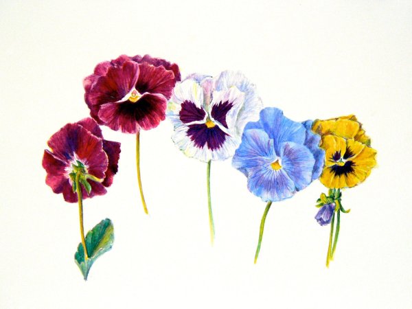 Акварельный паттерн Анютины глазки