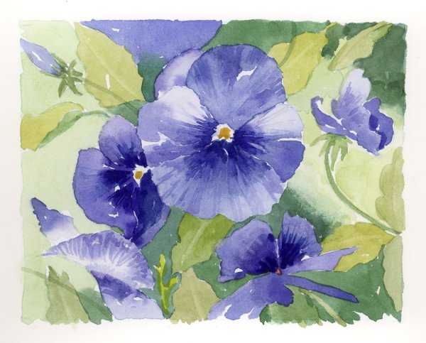 Анютины глазки цветы акварель