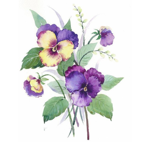 Ботаническая акварель Анютины глазки