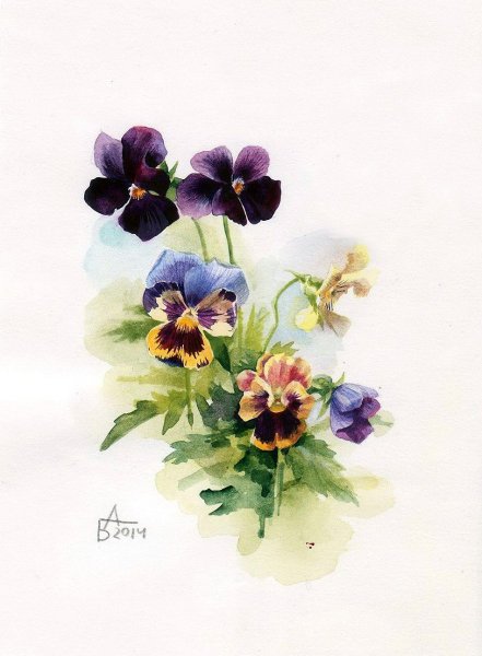Анютины глазки акварель Беседина