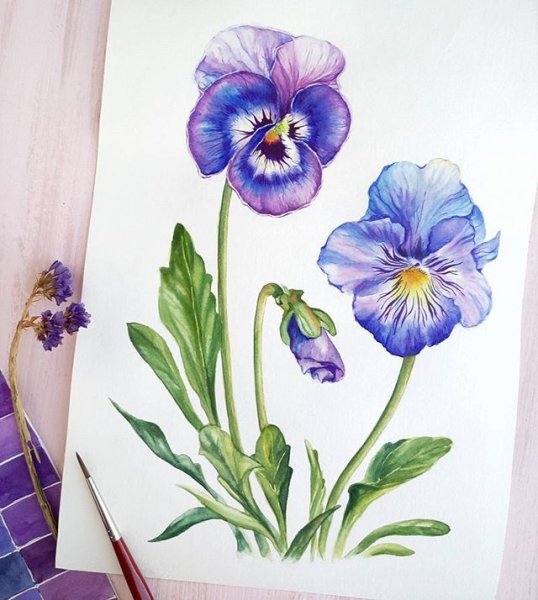 Скетчинг Анютины глазки