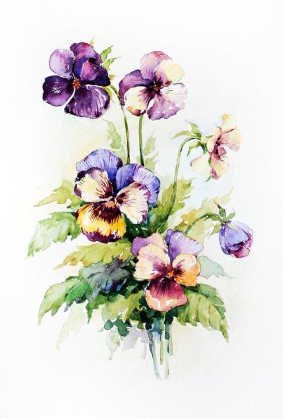Анютины глазки акварелью