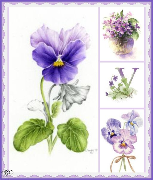 Ботаническая акварель Анютины глазки